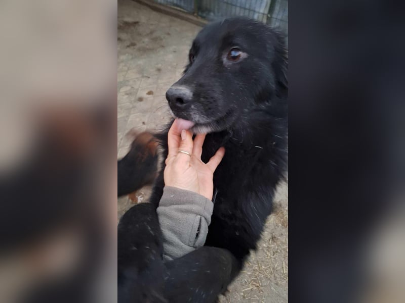 Oskar sucht sein Körbchen