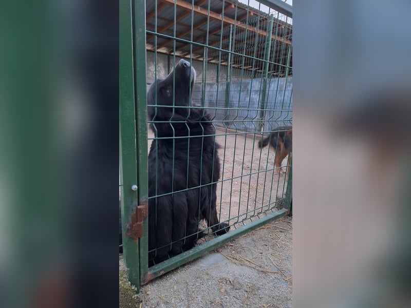 Oskar sucht sein Körbchen