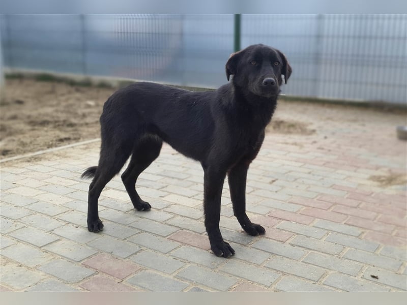 Rieke die schwarze Perle