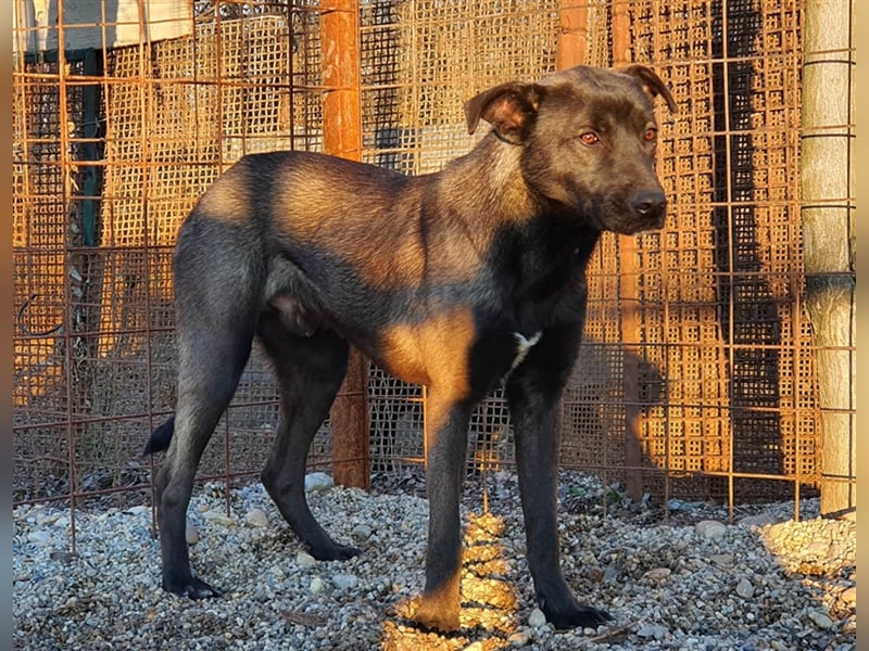 Thanos der schüchterne Riese