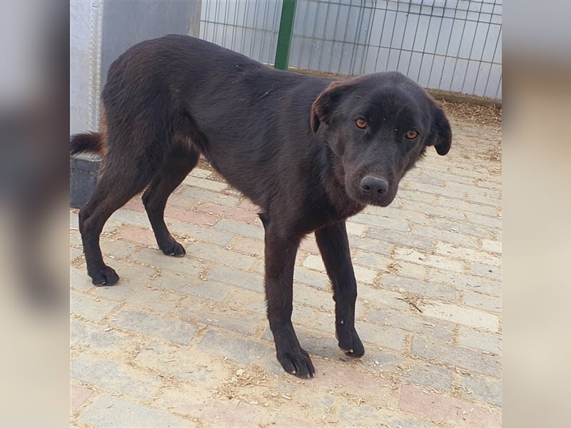 Rieke die schwarze Perle