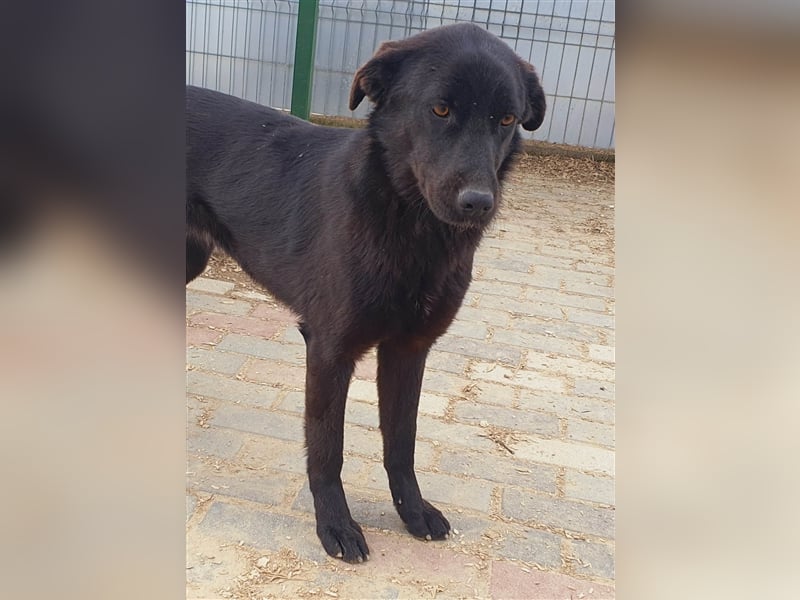 Rieke die schwarze Perle