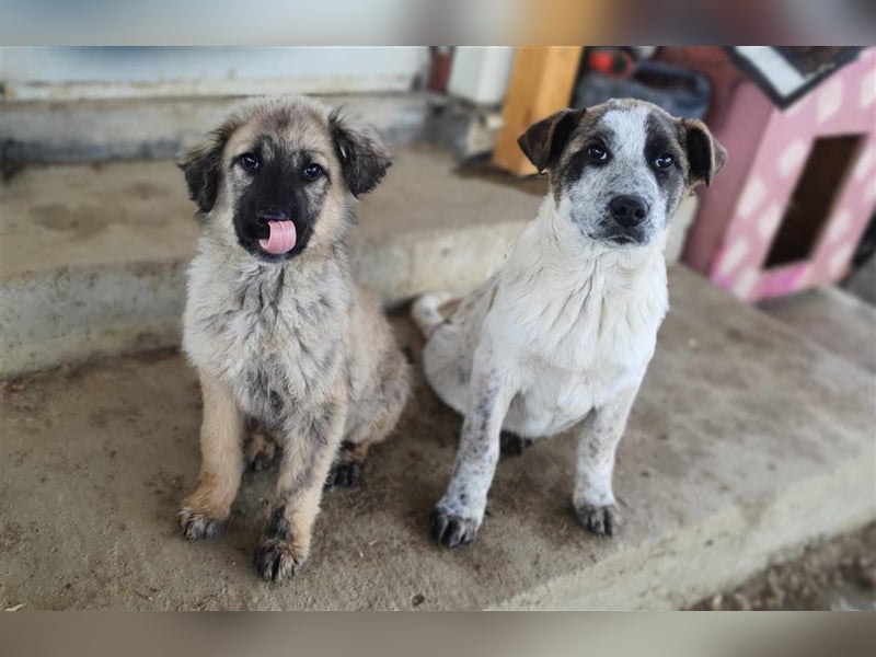 Knopf möchte in Sicherheit aufwachsen