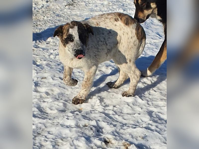 Knopf möchte in Sicherheit aufwachsen