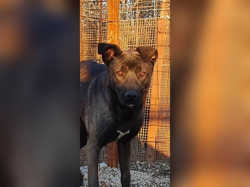 Thanos der schüchterne Riese