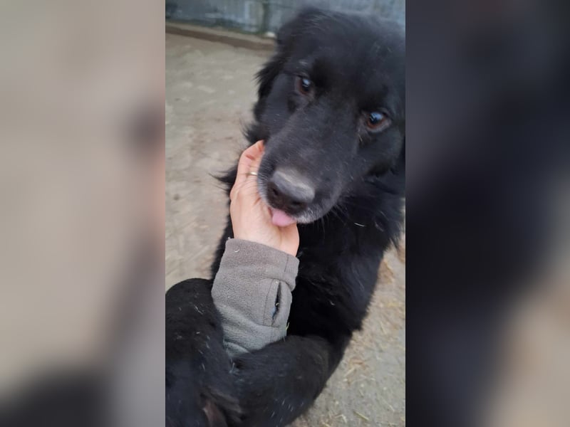 Oskar sucht sein Körbchen