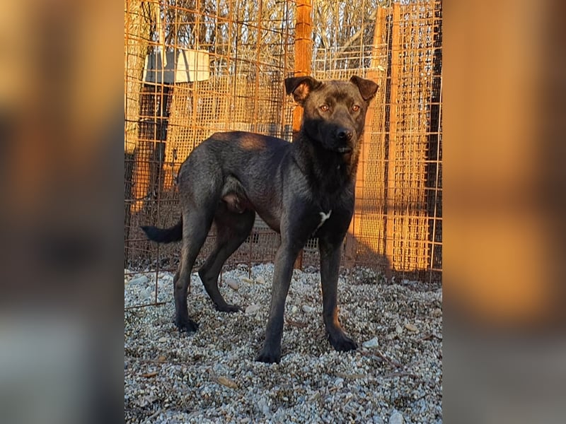 Thanos der schüchterne Riese