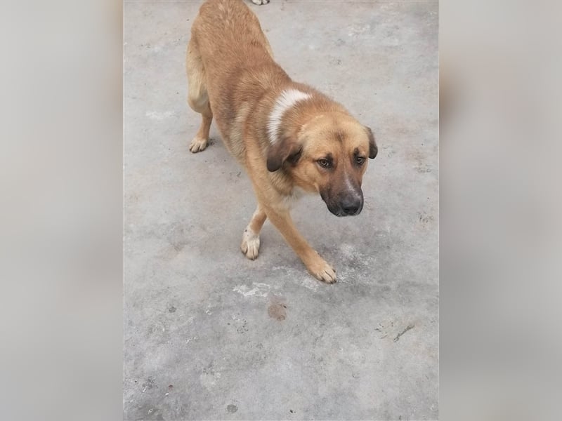 Leo der freundliche Riese