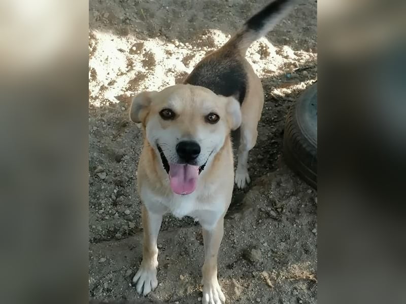 Lupita - Goldschatz sucht liebevolle Familie