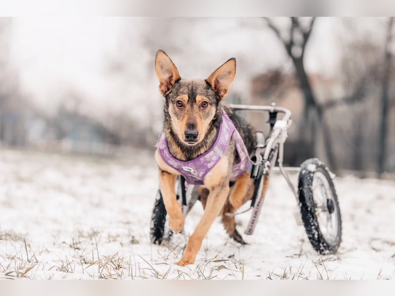 Besondere Miranda sucht ihre Menschen