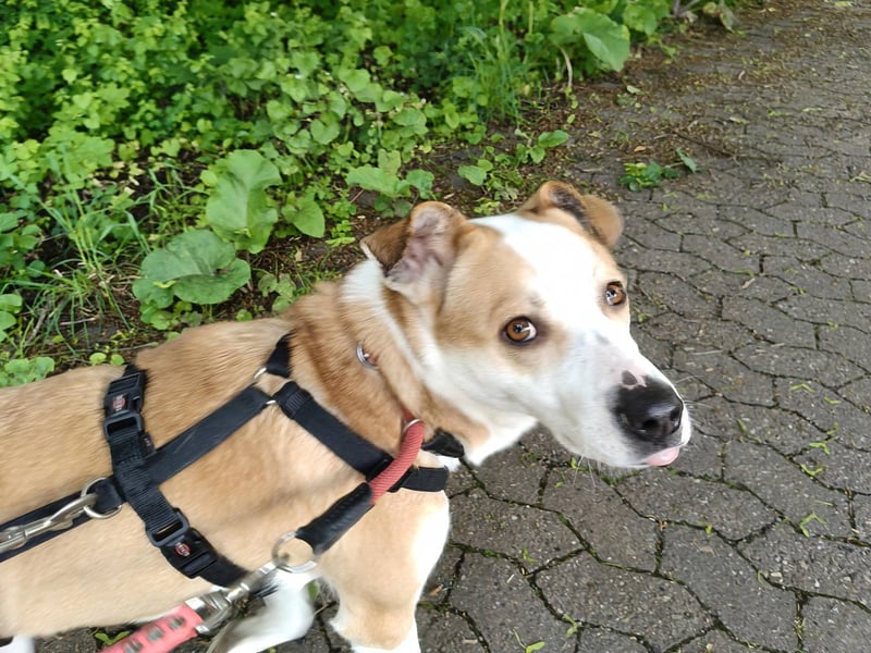 Elodia sucht ihr Zuhause fürs Leben - aktive Menschen mit Herz gesucht!