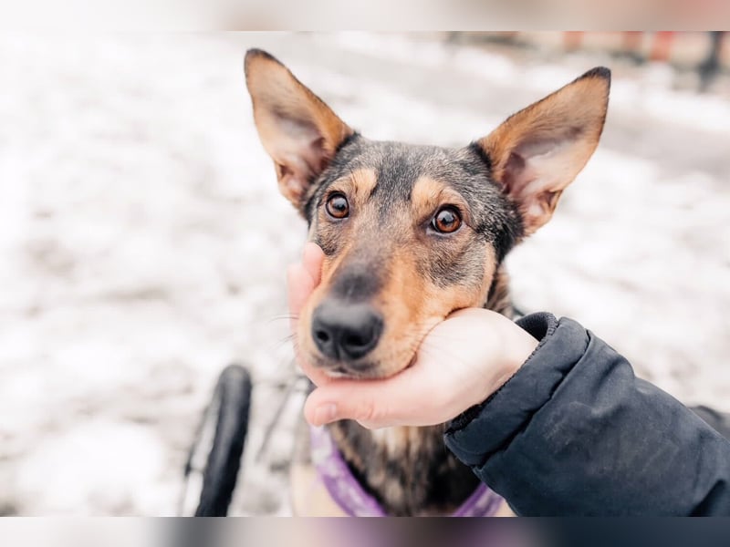 Besondere Miranda sucht ihre Menschen
