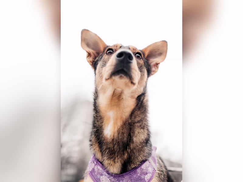 Besondere Miranda sucht ihre Menschen