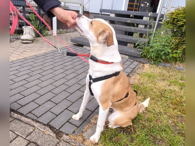 Elodia sucht ihr Zuhause fürs Leben - aktive Menschen mit Herz gesucht!