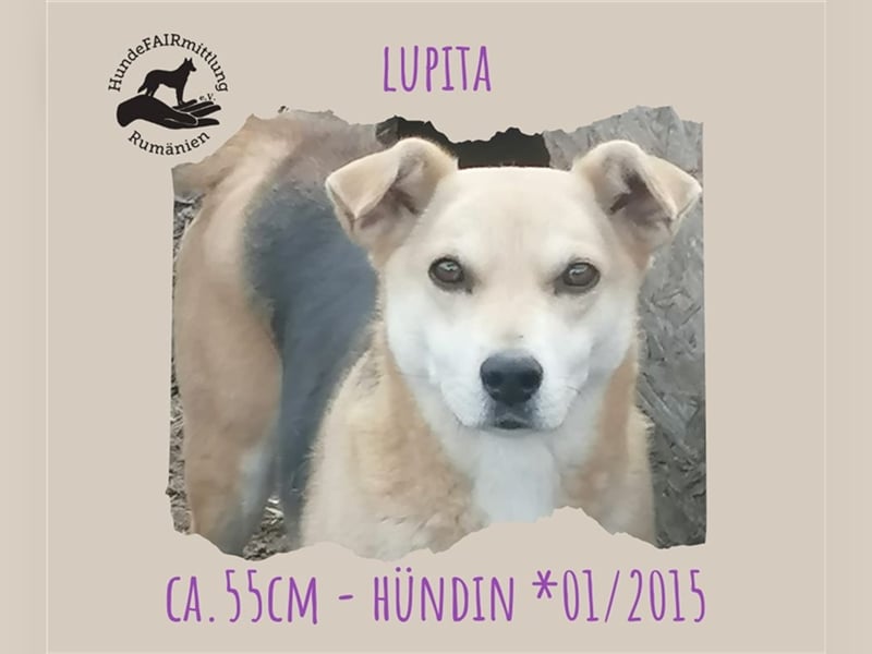 Lupita - sehr liebe und ruhige Hündin