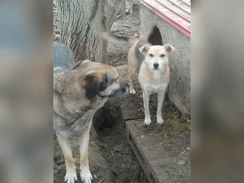 Lupita - sehr liebe und ruhige Hündin