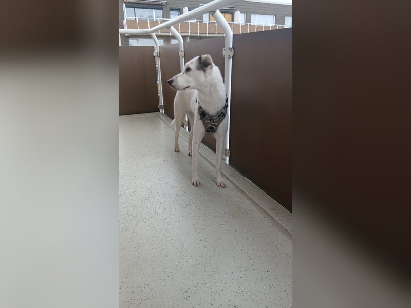 Bailey: wer fängt sie auf?