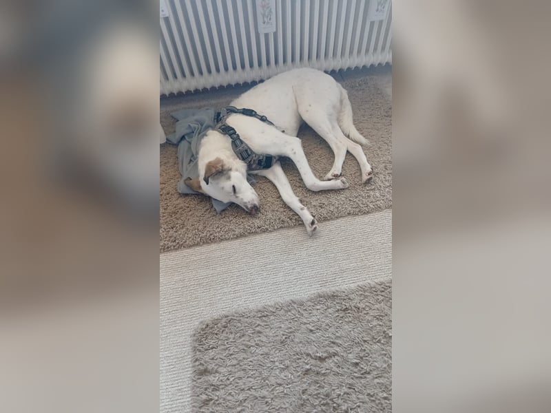 Bailey: wer fängt sie auf?