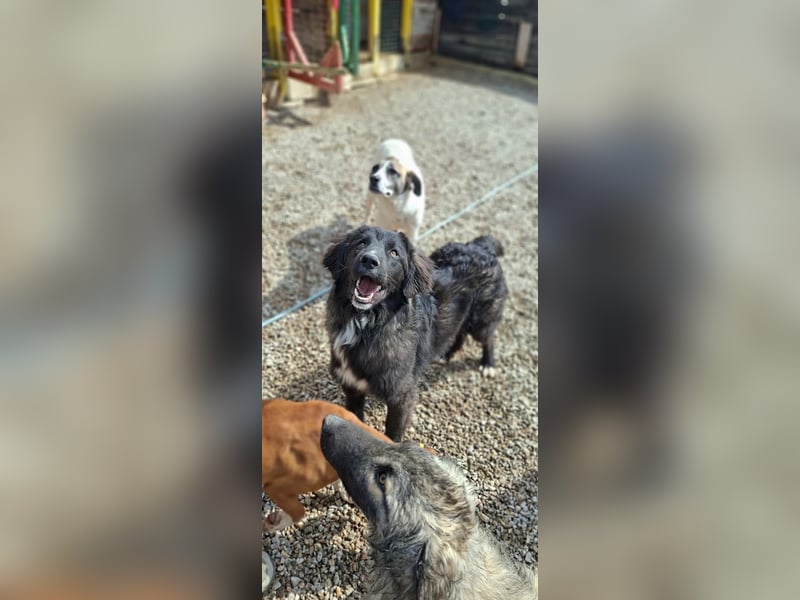 Der agile, fröhliche Loki sucht sein Zuhause - aktuell in Bosnien auf Pflegestelle