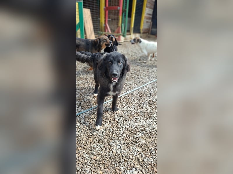 Der agile, fröhliche Loki sucht sein Zuhause - aktuell in Bosnien auf Pflegestelle