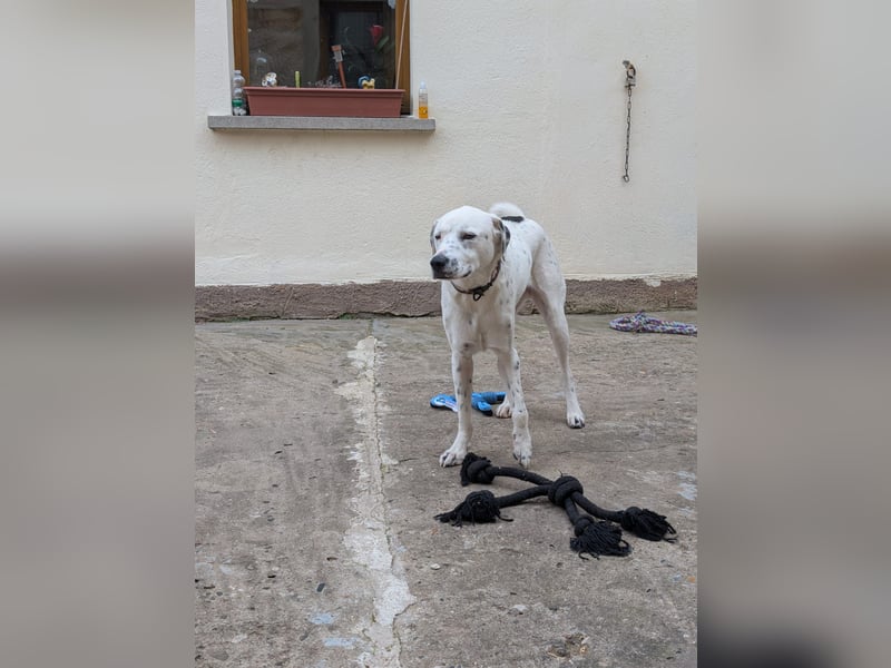 Pechvogel Dory braucht leider wieder ein Zuhause - Besitzer verstorben-97724 Burglauer auf Pflege