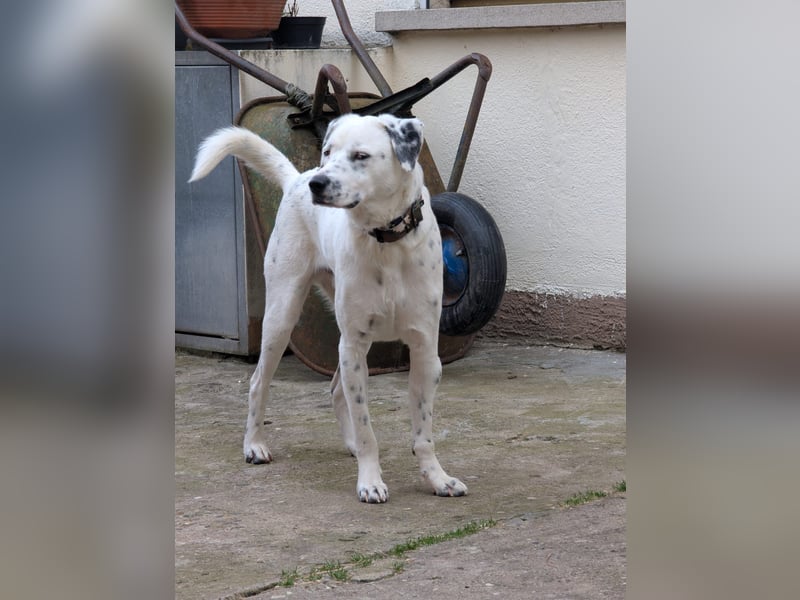 Pechvogel Dory braucht leider wieder ein Zuhause - Besitzer verstorben-97724 Burglauer auf Pflege