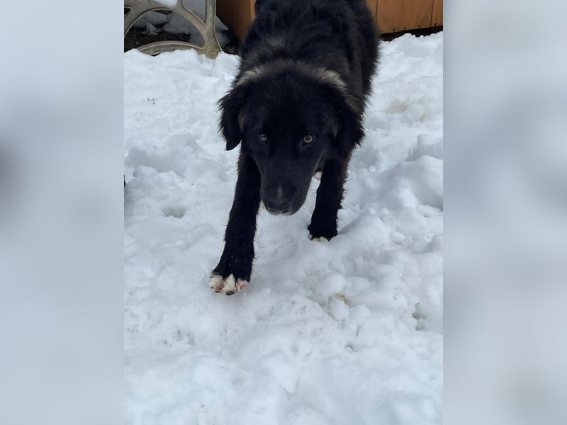 Der agile, fröhliche Loki sucht sein Zuhause - aktuell in Bosnien auf Pflegestelle