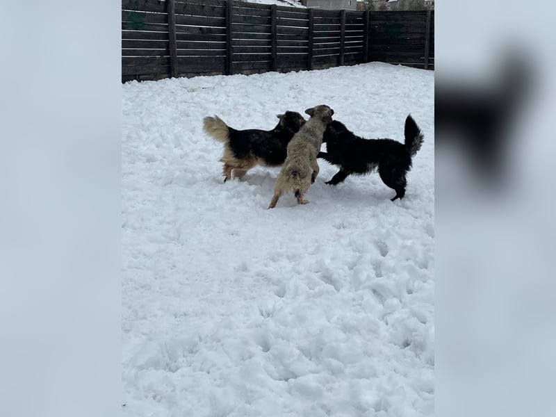 Der agile, fröhliche Loki sucht sein Zuhause - aktuell in Bosnien auf Pflegestelle