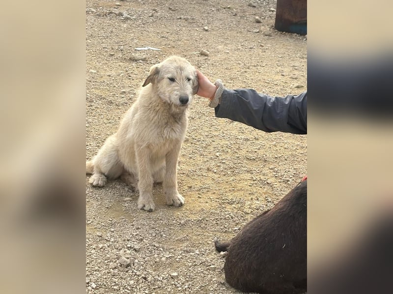 Nora - ein freches, fröhliches Hundemädchen sucht ihre Familie - in 97265 Hettstadt bei Würzburg