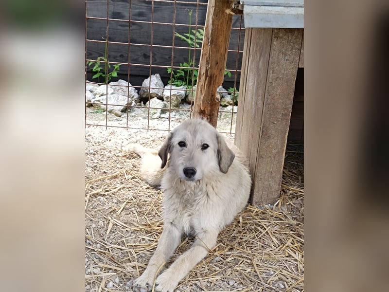 Nora - ein freches, fröhliches Hundemädchen sucht ihre Familie - in 97265 Hettstadt bei Würzburg