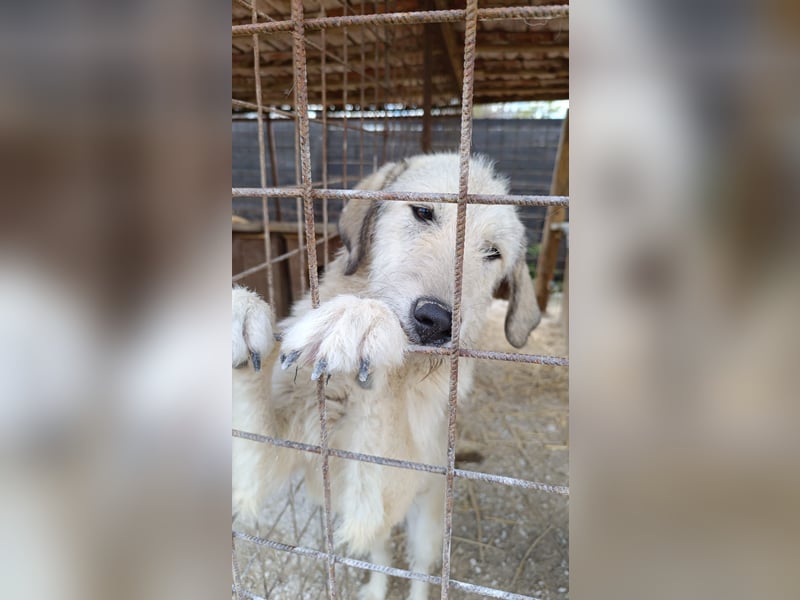 Nora - ein freches, fröhliches Hundemädchen sucht ihre Familie - in 97265 Hettstadt bei Würzburg