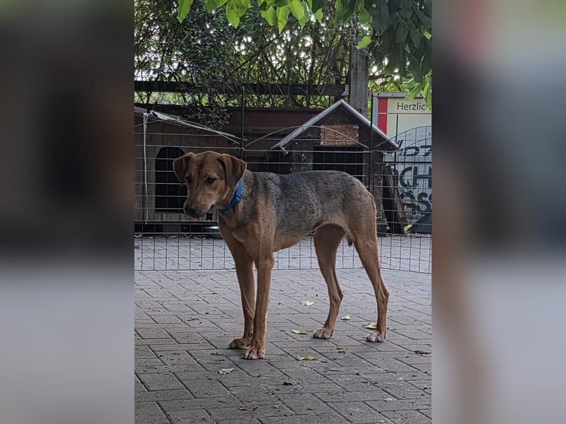 Schüchterne Kiara möchte ankommen - in 97262 Hausen auf Pflegestelle
