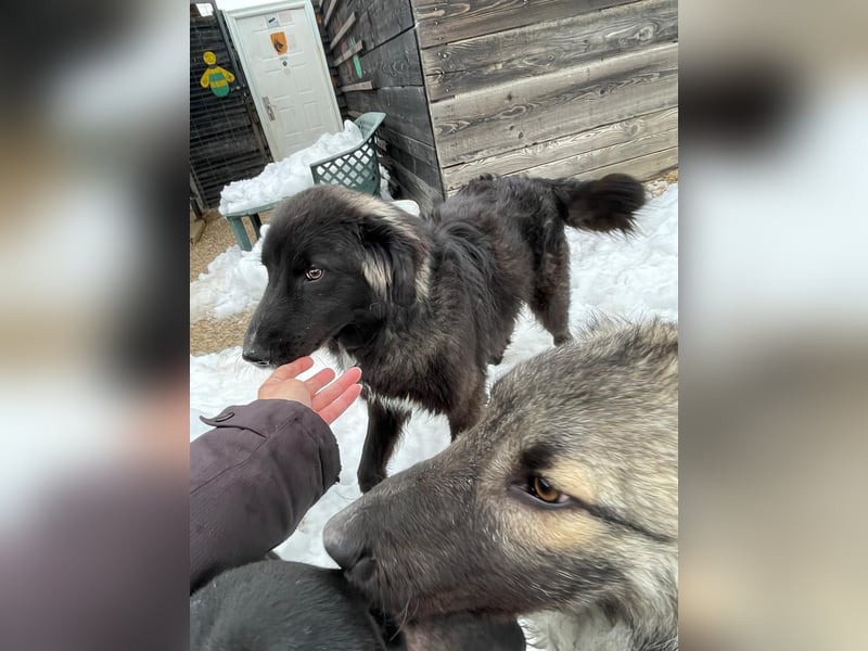 Der agile, fröhliche Loki sucht sein Zuhause - aktuell in Bosnien auf Pflegestelle