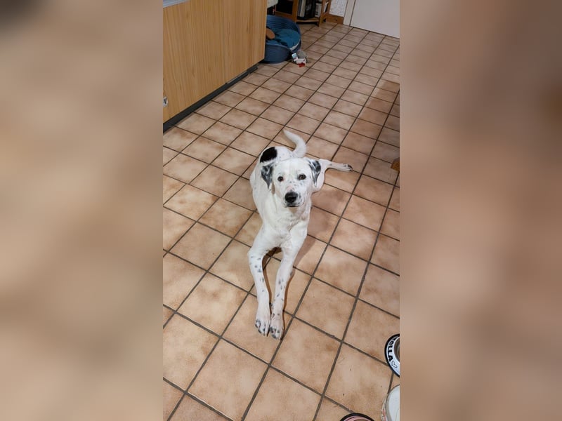 Pechvogel Dory braucht leider wieder ein Zuhause - Besitzer verstorben-97724 Burglauer auf Pflege