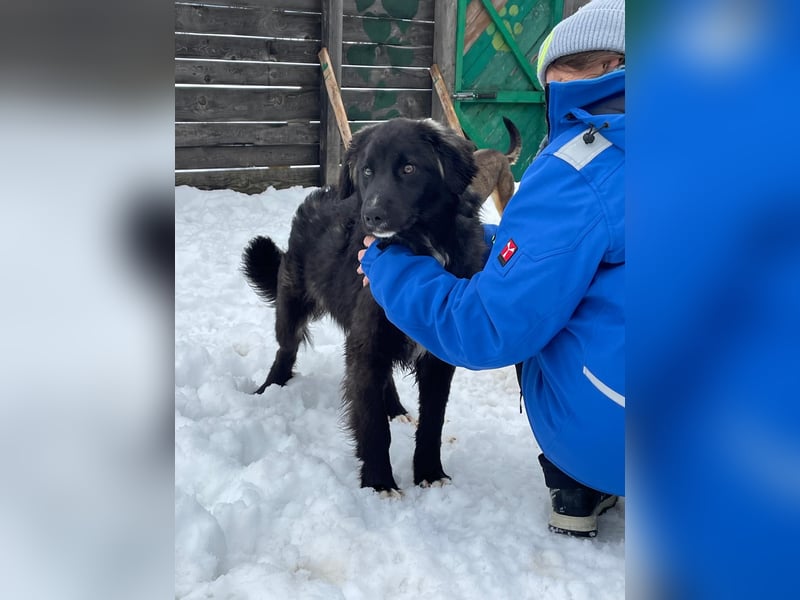 Der agile, fröhliche Loki sucht sein Zuhause - aktuell in Bosnien auf Pflegestelle