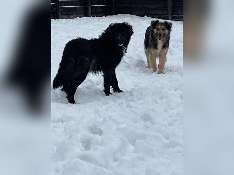 Der agile, fröhliche Loki sucht sein Zuhause - aktuell in Bosnien auf Pflegestelle