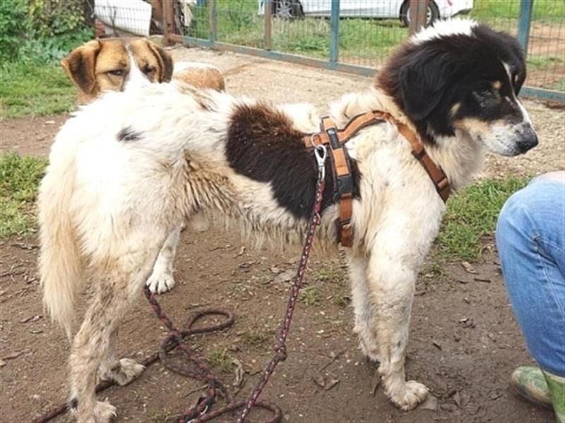 Freundlicher Peppe wartet in 91353 Hausen