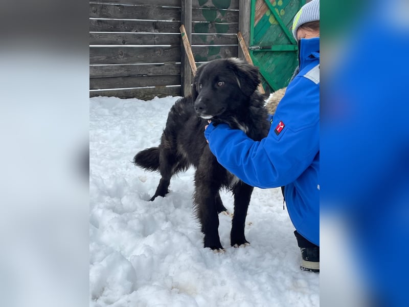 Der agile, fröhliche Loki sucht sein Zuhause - aktuell in Bosnien auf Pflegestelle