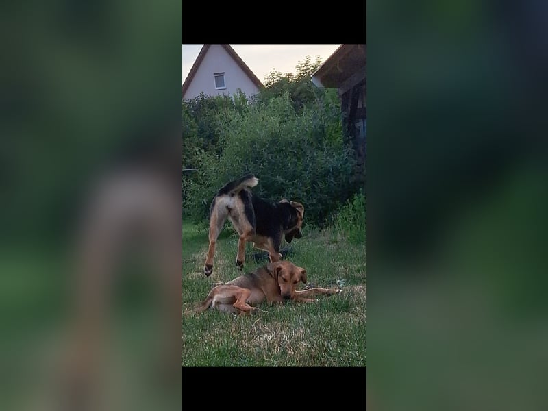 Schüchterne Kiara möchte ankommen - in 97262 Hausen auf Pflegestelle