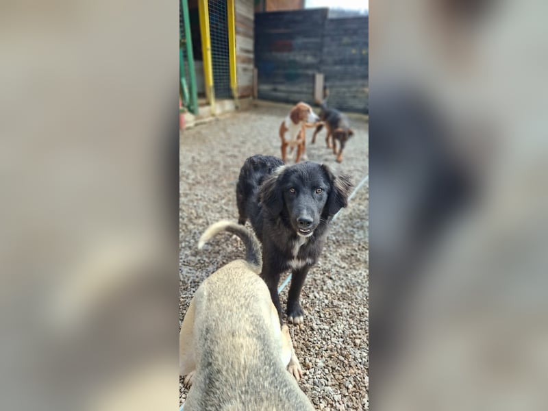 Der agile, fröhliche Loki sucht sein Zuhause - aktuell in Bosnien auf Pflegestelle