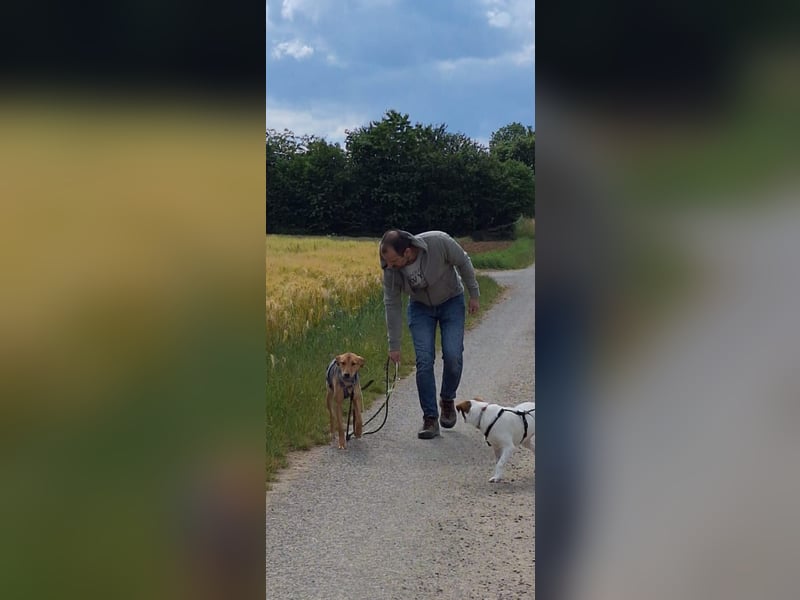 Schüchterne Kiara möchte ankommen - in 97262 Hausen auf Pflegestelle