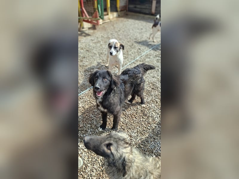 Der agile, fröhliche Loki sucht sein Zuhause - aktuell in Bosnien auf Pflegestelle
