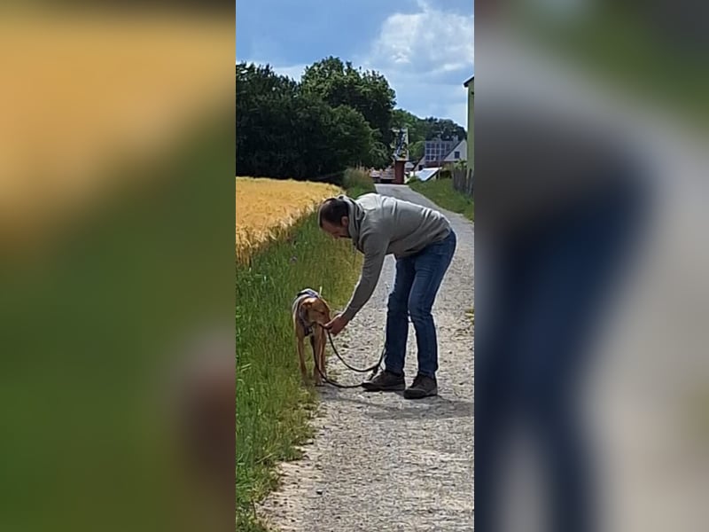 Schüchterne Kiara möchte ankommen - in 97262 Hausen auf Pflegestelle