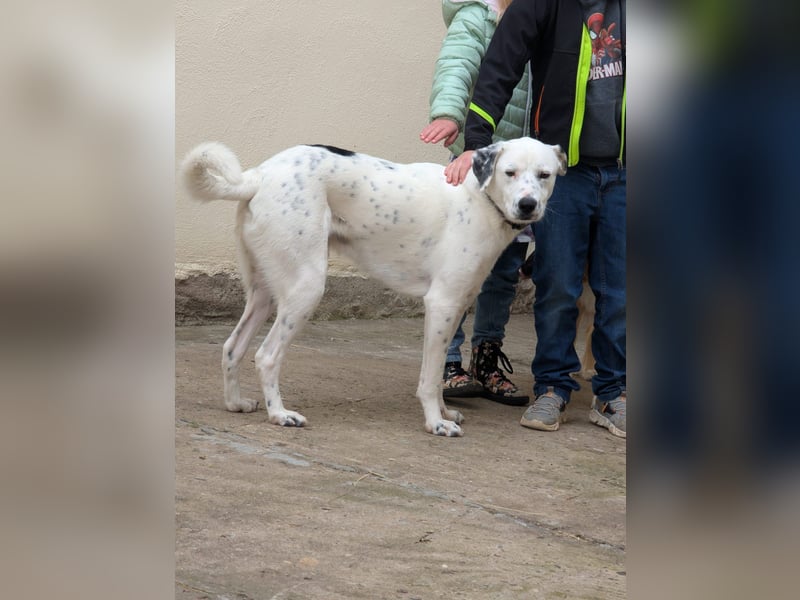 Pechvogel Dory braucht leider wieder ein Zuhause - Besitzer verstorben-97724 Burglauer auf Pflege