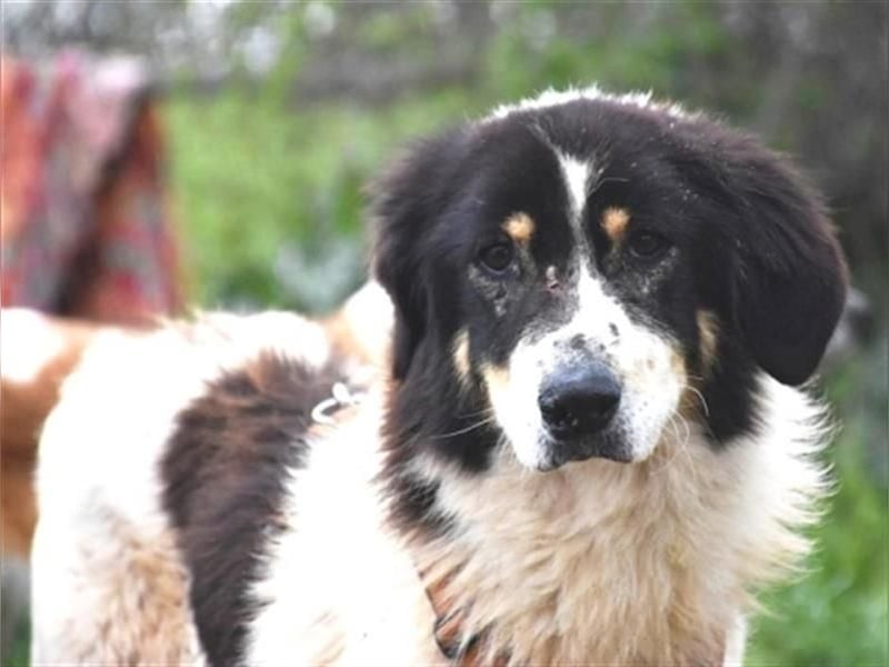 Freundlicher Peppe wartet in 91353 Hausen