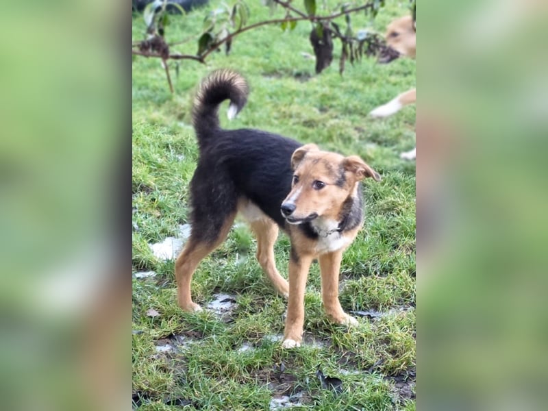Charmanter Boos wartet auf Besuch in Hausen bei Würzburg