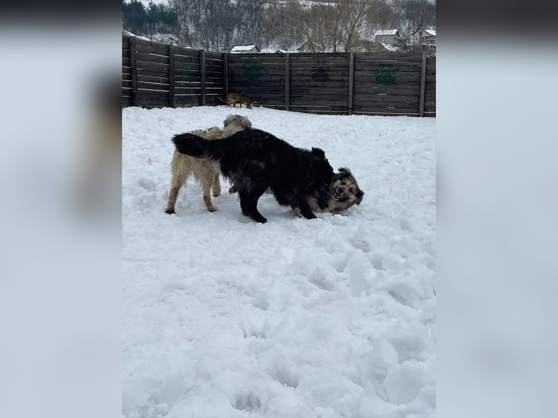 Der agile, fröhliche Loki sucht sein Zuhause - aktuell in Bosnien auf Pflegestelle