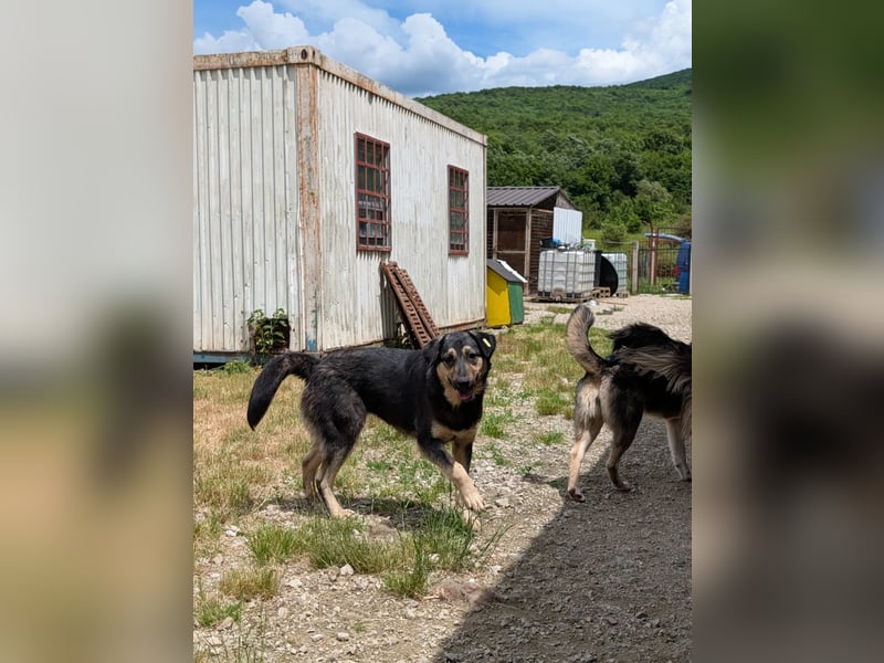 Emmy sucht Menschen mit Herz und Geduld  - aktuell in Bosnien