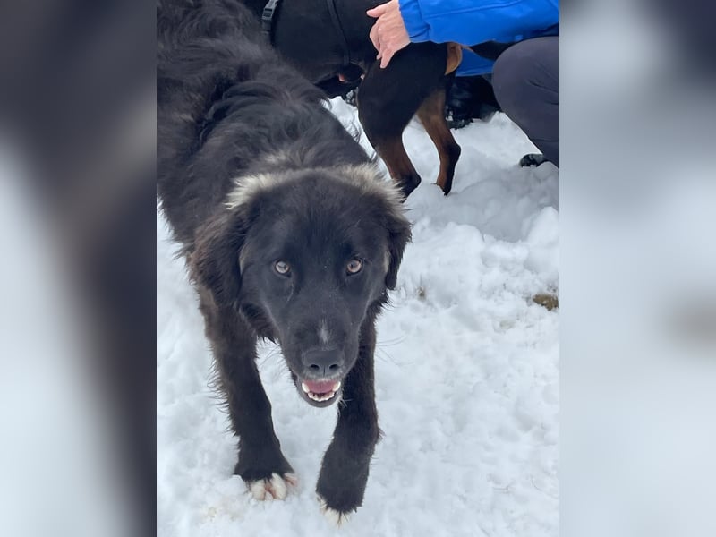 Der agile, fröhliche Loki sucht sein Zuhause - aktuell in Bosnien auf Pflegestelle