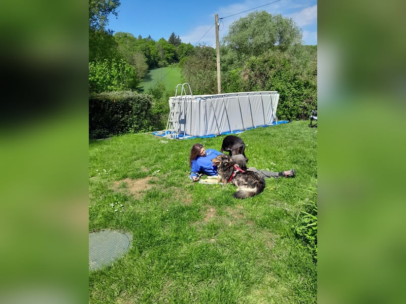 Samwise hat es nach Deutschland geschafft - in 97078 Würzburg auf Pflegestelle